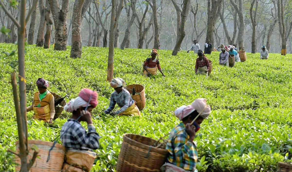 ASSAM