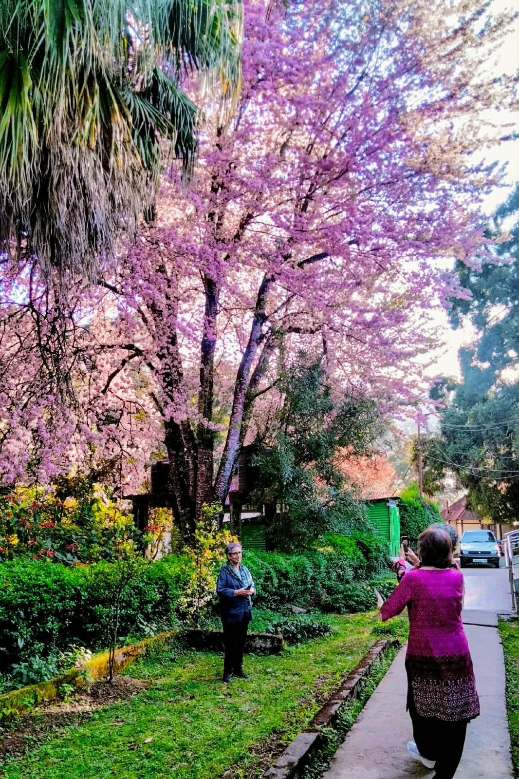 SHILLONG CHERRY BLOSSOM — THE CHERRY BLOSSOM ESCAPE